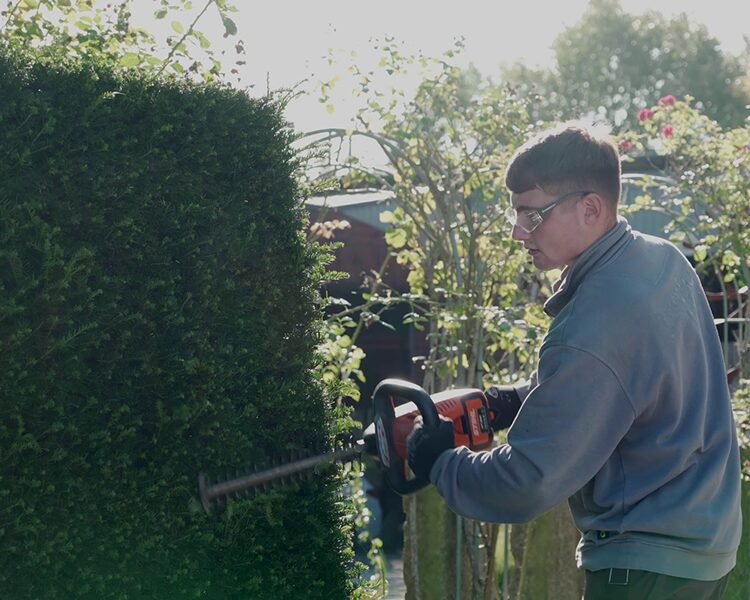Mitarbeiter beim Heckenschnitt mit elektrischer Heckenschere und Schutzbrille